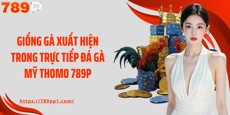 Giống gà xuất hiện trong trực tiếp đá gà Mỹ Thomo 789P